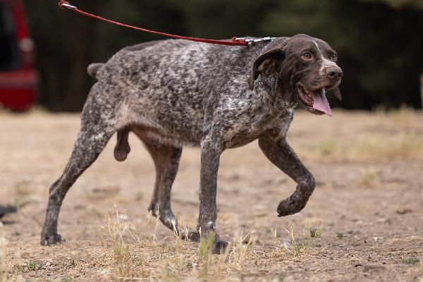 Igor Splendido Giovane Bracco Tedesco Cerca Famiglia  Foto 5